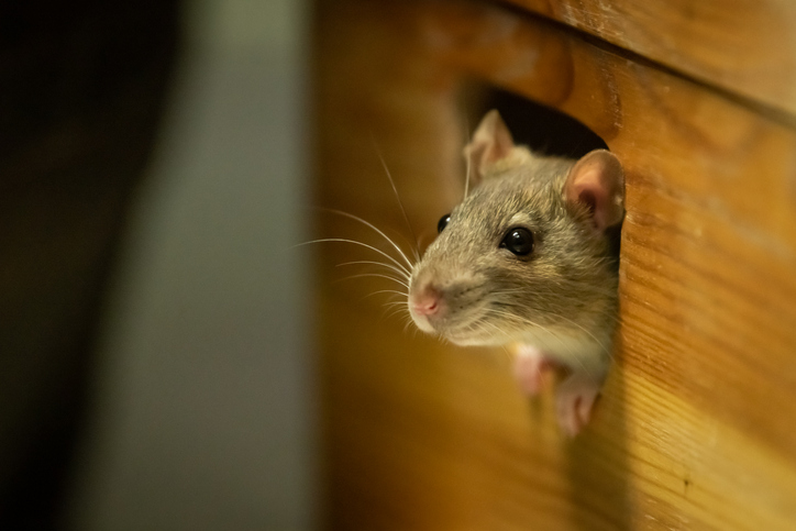 How to keep rodents out of your garage - Gold Label Door
